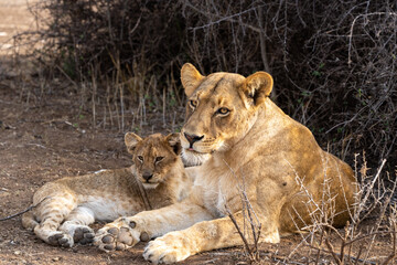 Plakat Mashatu Game Reserve“Botsuwana”