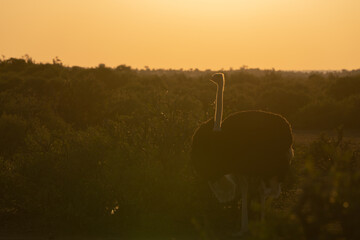 Naklejka premium Mashatu Game Reserve“Botsuwana”