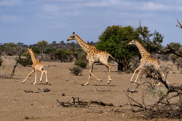 Mashatu Game Reserve“Botsuwana”