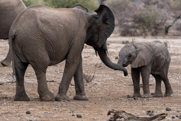 Fototapeta na wymiar Mashatu Game Reserve“Botsuwana”