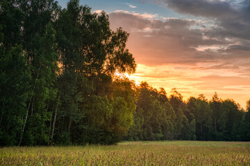 Sunset in summer field