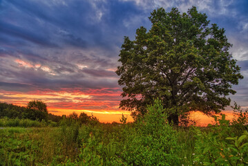 Sunset in summer field