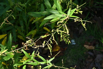 Panicled tick trefoil fruits. Prickly seeds. Fabaceae perennial plants native to North America.
In...