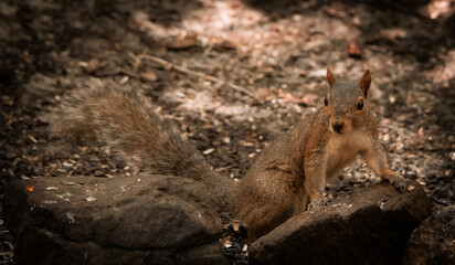 Squirrel in the Woods