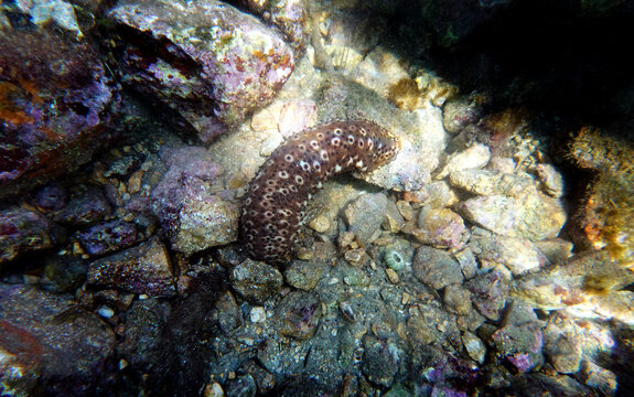 Underwater photography of Sea Cucumber - (Holothuria sanctori) 