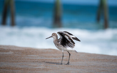 Shorebirds on the Beach