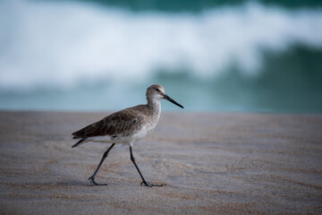 Shorebirds on the Beach