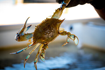 Fresh Crabs from the Sea © Penny Britt