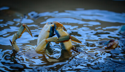 Fresh Crabs from the Sea