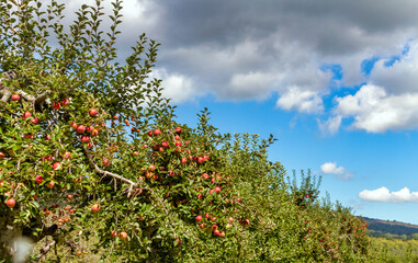 apples on a tree