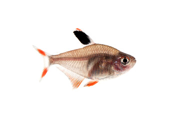 Obraz premium ロージィテトラ メス 白バック