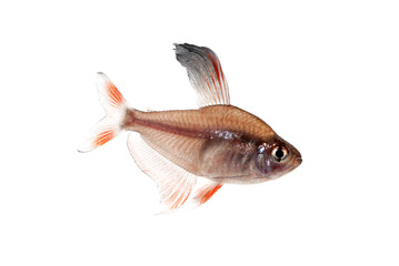 Obraz premium ロージィテトラ オス 白バック