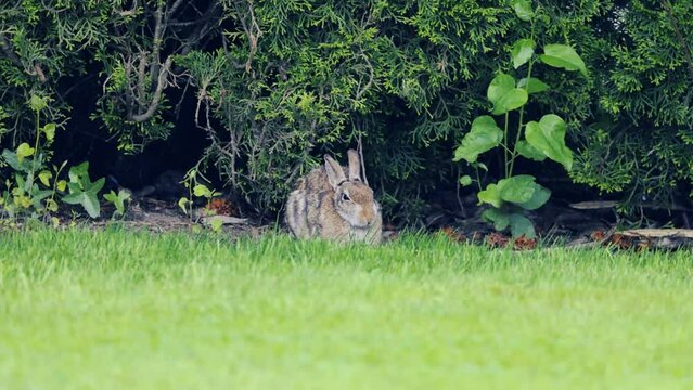 Wild rabbit sitting in a yard near grass, sneezing, hiding near bushes