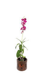 Fototapeta premium Beautiful purple orchid flowers on the pot. Isolated on white background