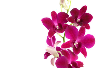 Fototapeta na wymiar Close up photo of Beautiful purple orchid flower. Isolated on white background with copyspace