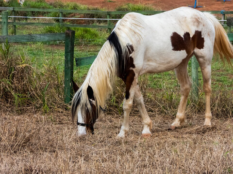 Cute brown and white horse grazing 
