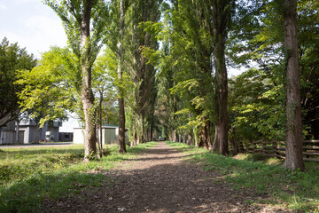 日本の北海道札幌市の北海道大学の美しい風景