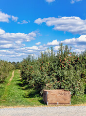 orchard in the countryside