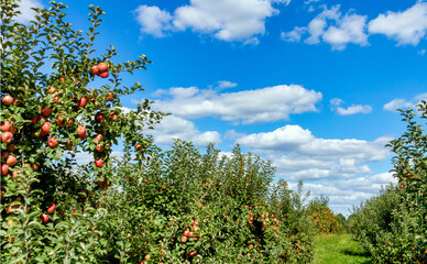 Fototapeta na wymiar red apples on a tree