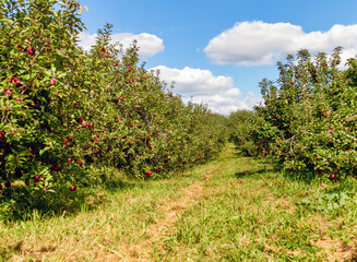 Fototapeta na wymiar apple orchard in fall