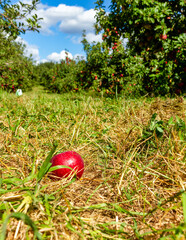 red apples on a green grass