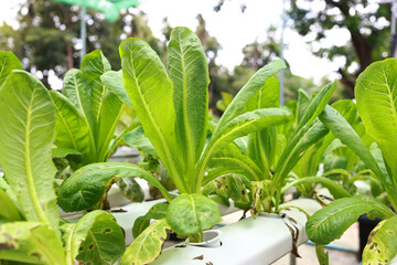 Green healthy vegetable in smart farm, Organic smart farm concept , Hydroponics vegetable farm