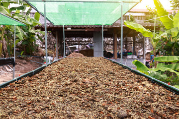 Compost from agriculture preparing in tray for healthy organic vegetable farm