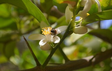 A bee looking for a rose on a lemon trees