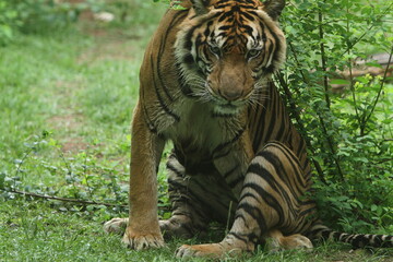 Fototapeta premium tiger in the jungle