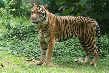Plakat tiger in the wild