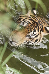 tiger in the river