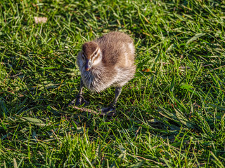 Fuzzy Duckling
