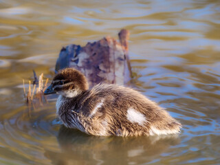 Lone Duckling