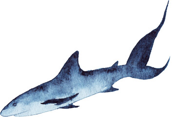 Watercolor sea ocean shark animal wildlife isolated art