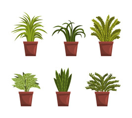 Set of decorative houseplant. House or office plant interior design vector illustration
