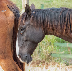 Cutaneous habronemiasis is a skin disease of Equidae caused in part by the larvae of the spirurid...