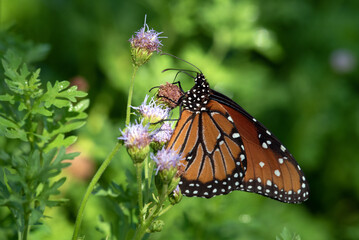 Queen Butterfly (Danaus gilippus