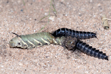 Beetle larvae eating a hornworm caterpillar