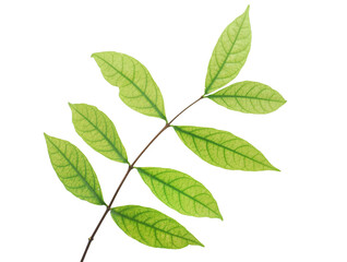 Tropical leaf isolated on white background