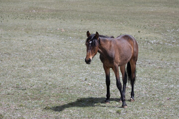 Sorrel chestnut yearling colt wild horse in the western United States
