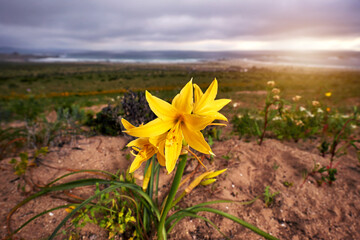 desert flower yellow Añañucas growing in Atacama