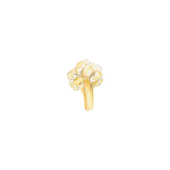 Watercolor diet vegetable, fresh piece of cauliflower on a white background for your design