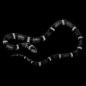 King Snake hand drawing. Vector illustration isolated on black background.