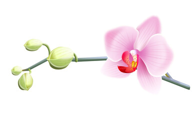 Jasno różowa orchidea - gałązka z pąkami i pięknym rozwiniętym kwiatem. Ręcznie rysowana botaniczna ilustracja.	 - obrazy, fototapety, plakaty