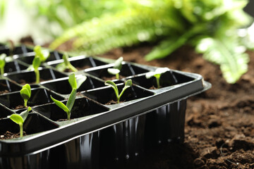 Seedling tray with young vegetable sprouts on ground outdoors