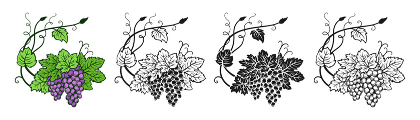 Grape branch and leaf monochrome vintage set. Sketch ink hand drawn outline wine cluster grapes. Antique engraving design berry. Sketches for wine packing, label, menu, invitation card, poster cover