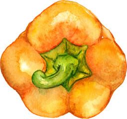Watercolor orange yellow sweet bell Bulgarian pepper vegetable isolated art