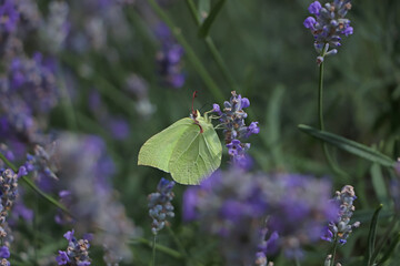 Beautiful butterfly in lavender field on summer day, closeup