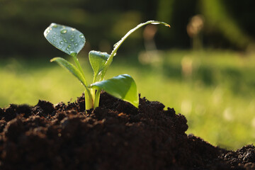 Young tree seedling growing in fertile soil outdoors, space for text