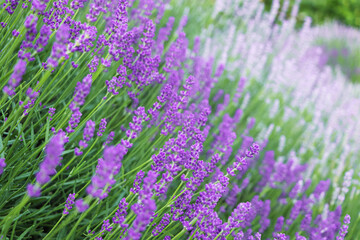 Fototapeta premium Beautiful blooming lavender plants growing in field